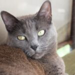 коти домашня тварина