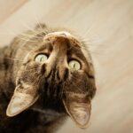 смішний кіт