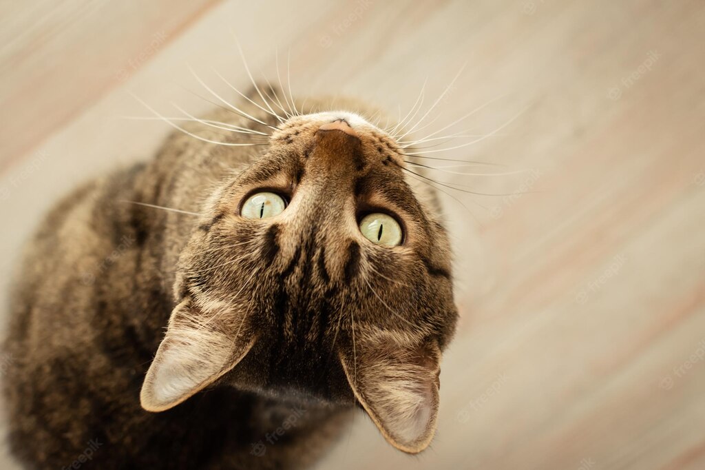 смішний кіт