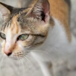 коти улюбленець