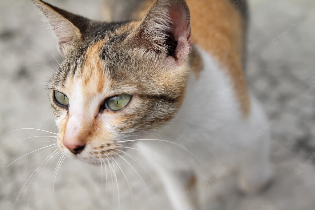 коти улюбленець