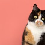 щасливий кіт