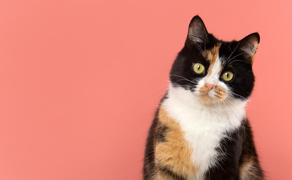 щасливий кіт