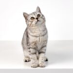 британська короткошерста