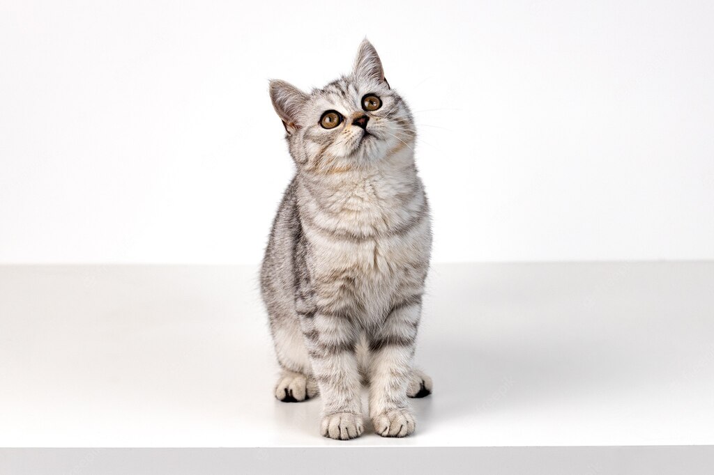 британська короткошерста