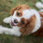 портрет собаки