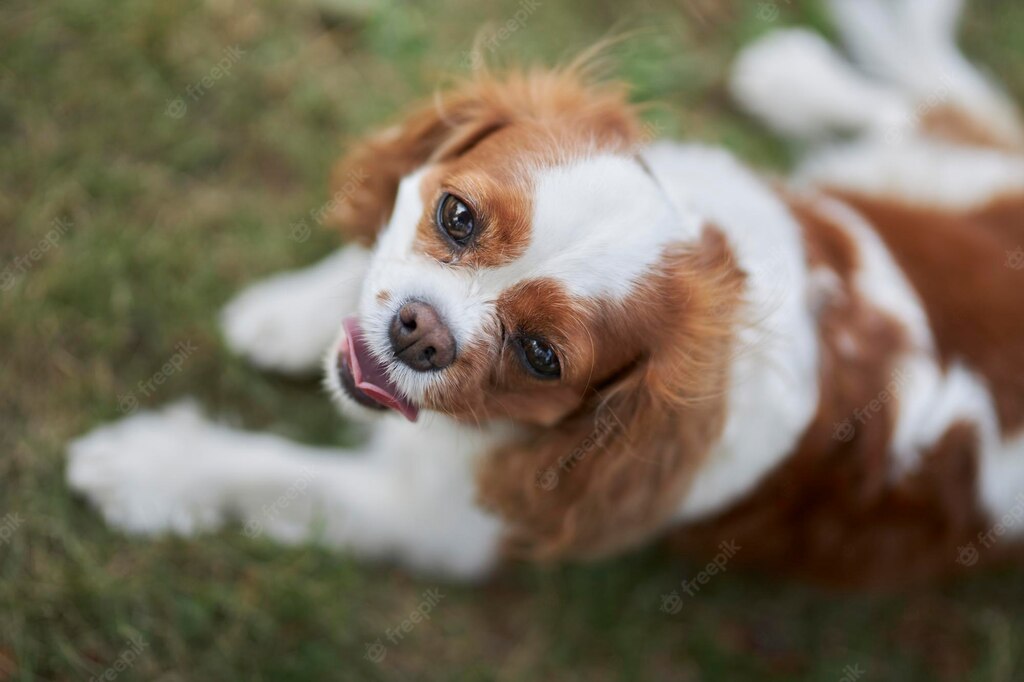 портрет собаки