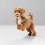 собача шерсть