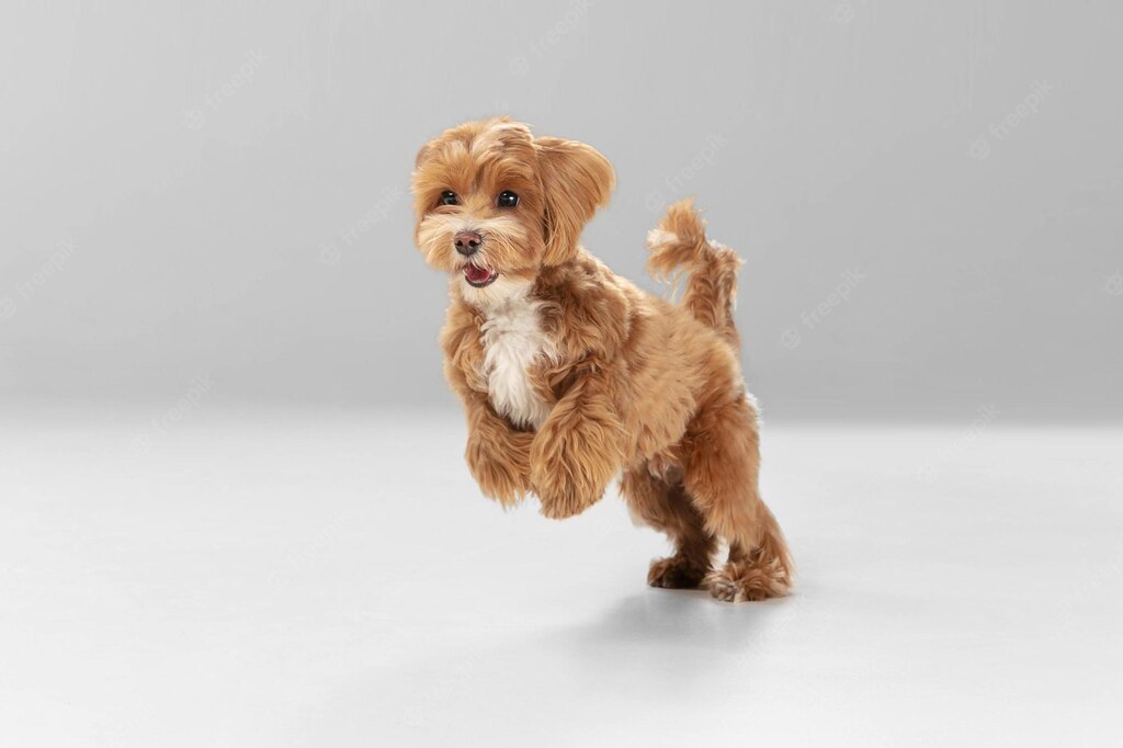 собача шерсть