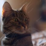 веселий кіт