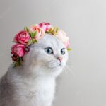 коти домашня тварина