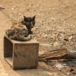 коти домашня тварина