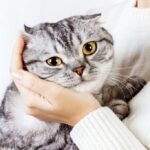 котячий будинок