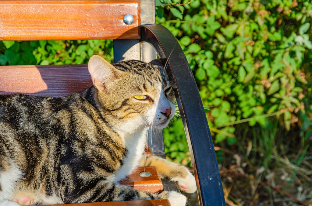 сидить кіт мейн кун кіт