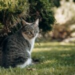 коти улюбленець