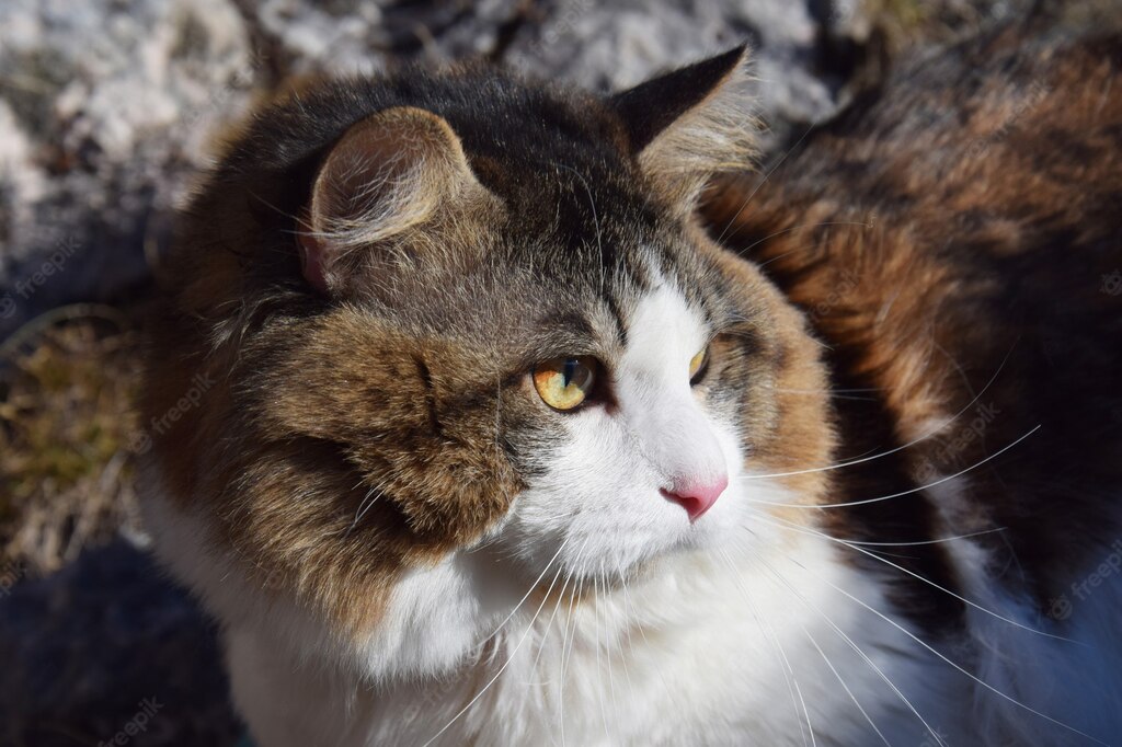 смішний кіт