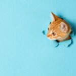 веселий кіт