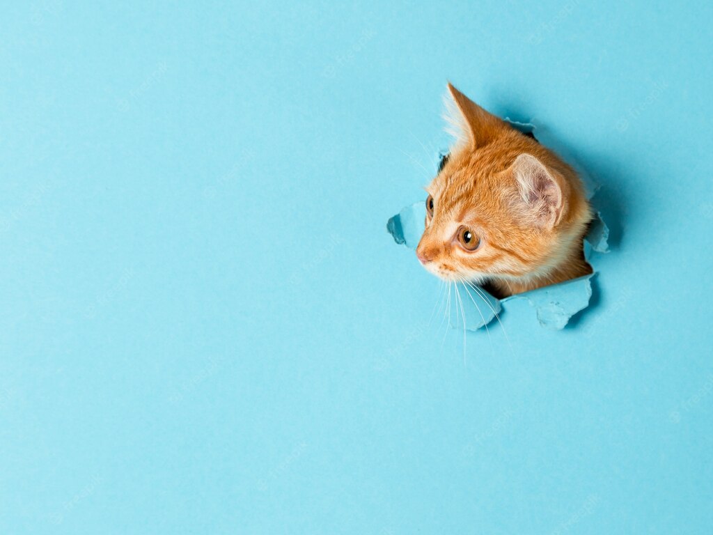 веселий кіт