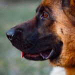 німецька вівчарка